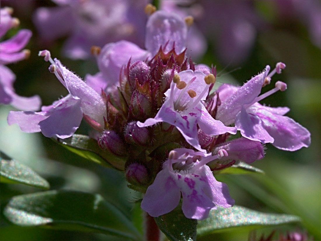 Изображение особи Thymus ovatus.