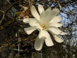 Magnolia stellata