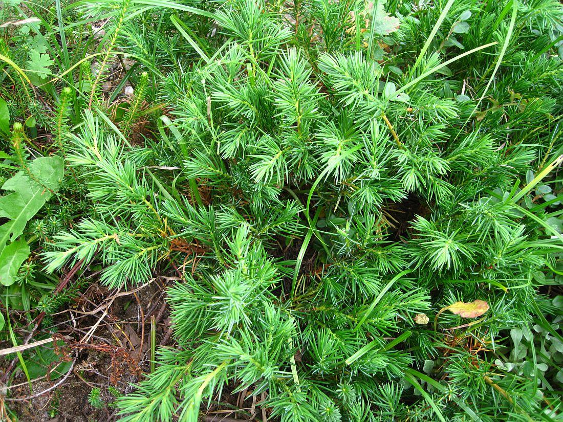 Image of Juniperus conferta specimen.