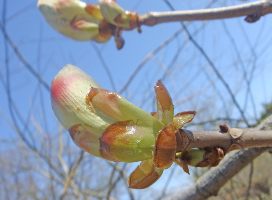 Изображение особи род Aesculus.