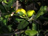 Citrus macrophylla. Часть ветви с плодами, завязями, цветками и бутонами. Испания, г. Валенсия, учебная делянка Политехнического Университета Валенсии. 4 апреля 2012 г.