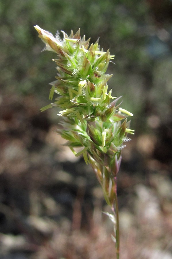 Image of Poa bulbosa specimen.