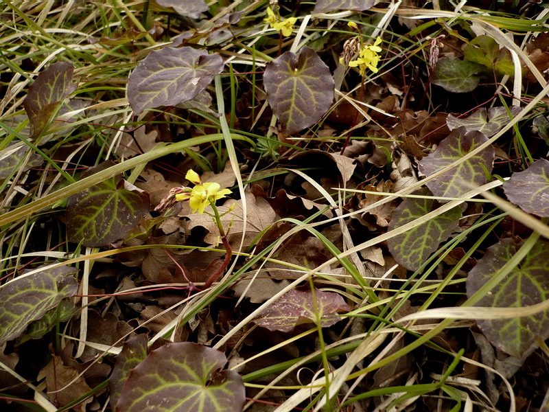 Image of Epimedium colchicum specimen.