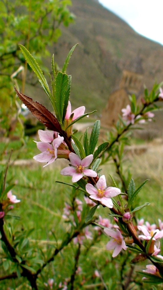 Изображение особи Amygdalus fenzliana.