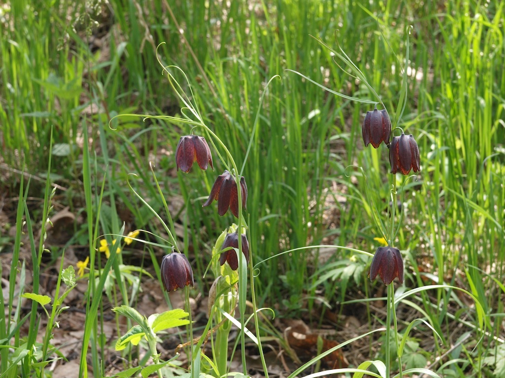 Image of Fritillaria ruthenica specimen.