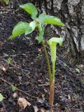 Arisaema amurense