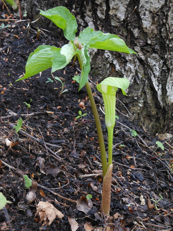 Изображение особи Arisaema amurense.