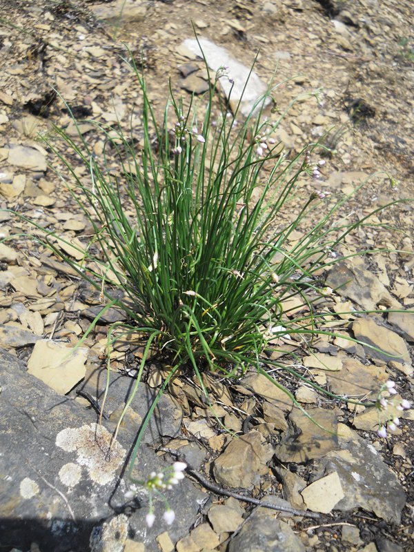 Image of Allium vodopjanovae specimen.