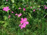 Dianthus deltoides