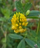 Trifolium aureum