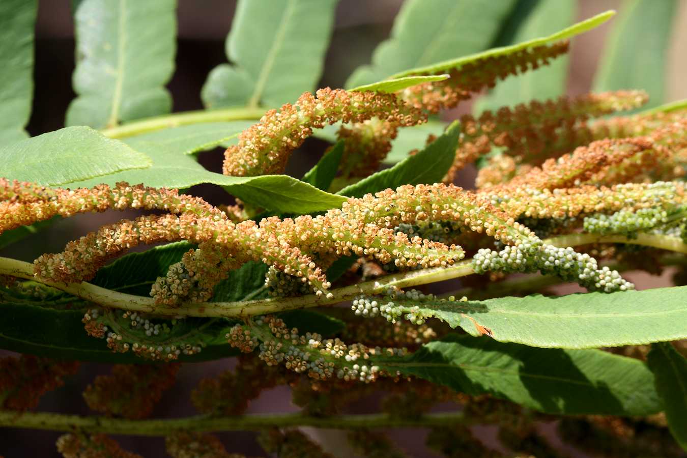 Image of Osmunda regalis specimen.