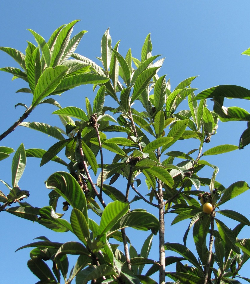 Image of Eriobotrya japonica specimen.