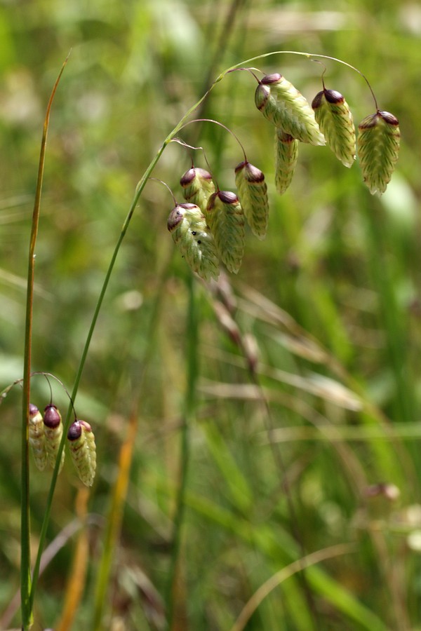 Image of Briza maxima specimen.