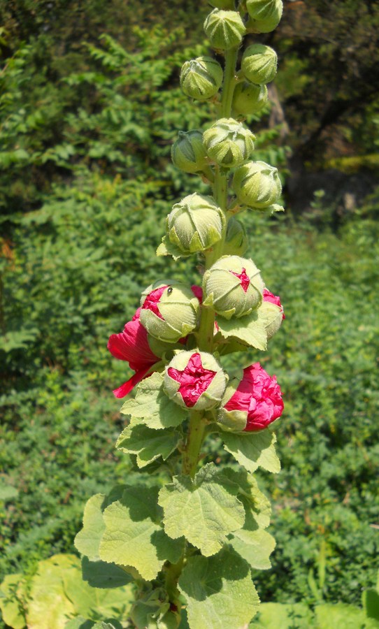 Image of Alcea rosea specimen.