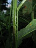 Saussurea latifolia
