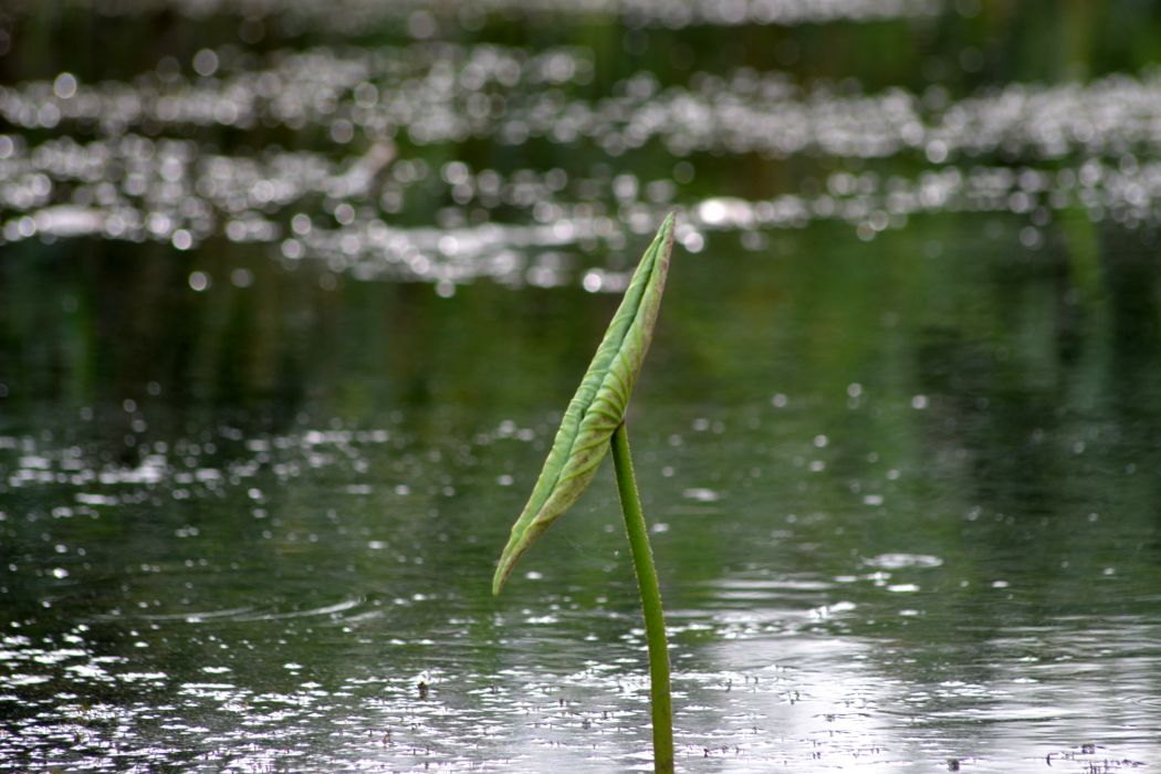 Image of Nelumbo caspica specimen.