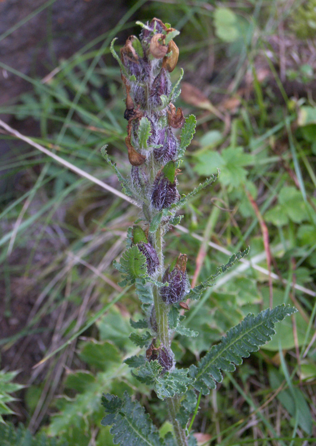 Image of genus Pedicularis specimen.