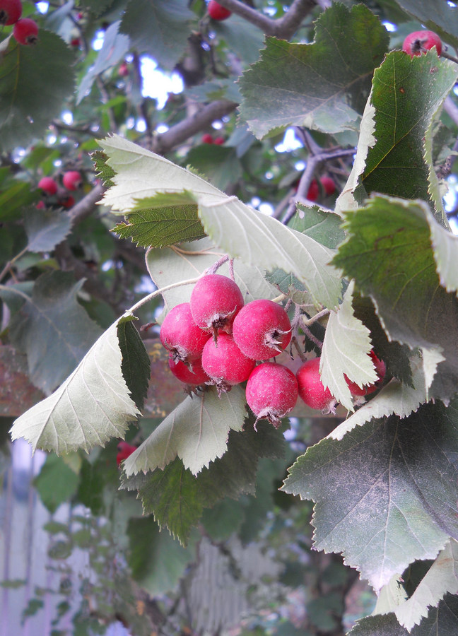 Изображение особи род Crataegus.