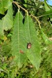 Salix cinerea. Верхушка побега с ползущим по листу клопом. Окр. Архангельска, вблизи реки. 27.08.2012.