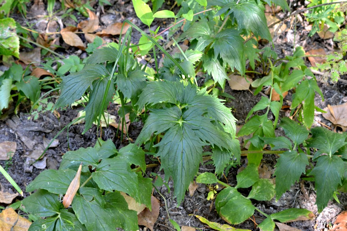 Image of Valeriana wolgensis specimen.