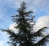 Cedrus libani