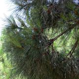 Pinus pinea