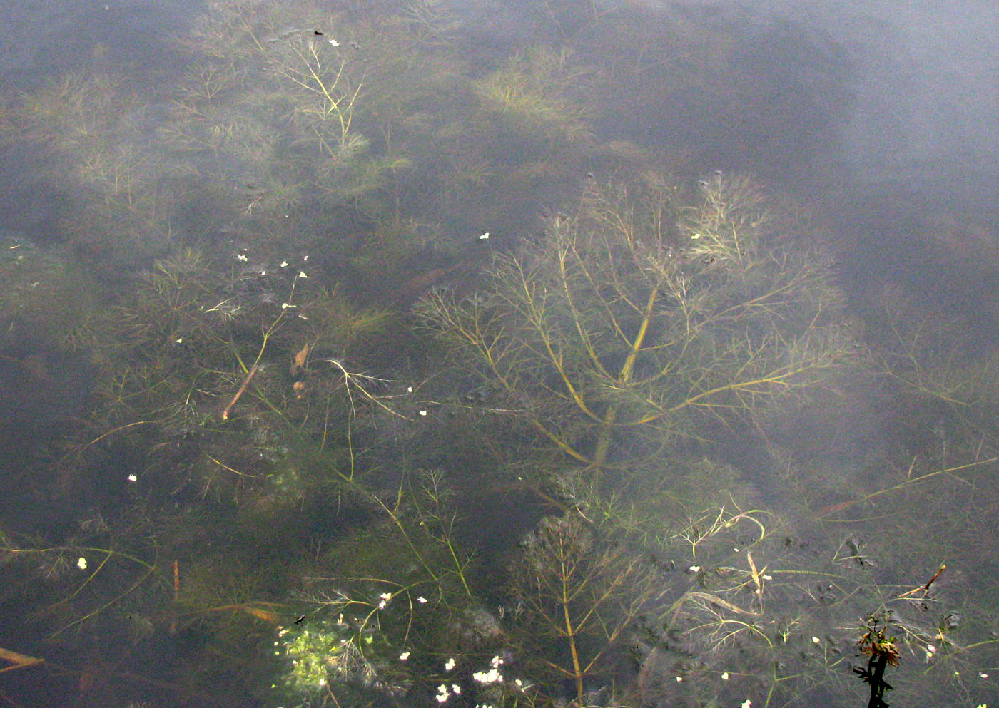 Image of Oenanthe aquatica specimen.