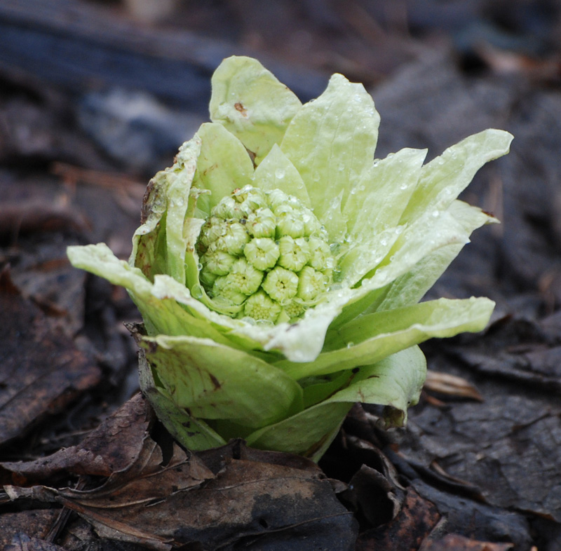 Image of Petasites amplus specimen.