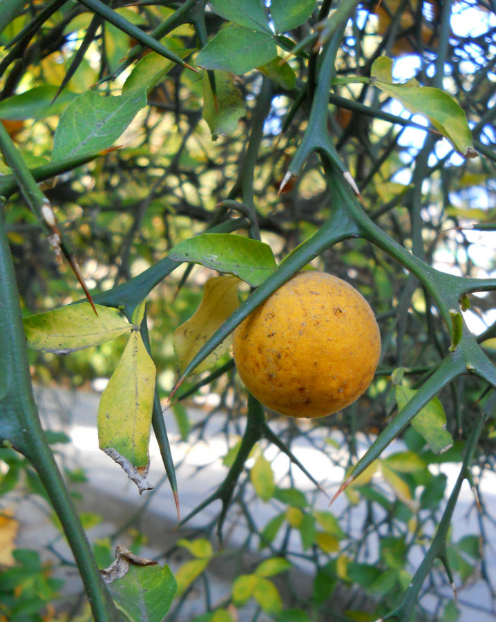 Image of Poncirus trifoliata specimen.