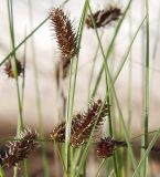 Carex saxatilis