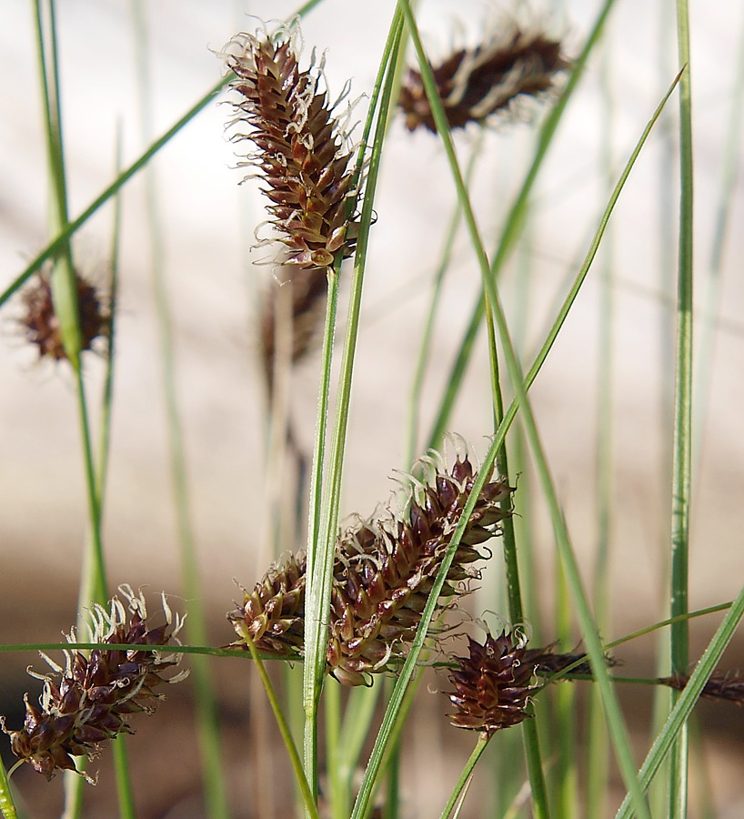 Image of Carex saxatilis specimen.