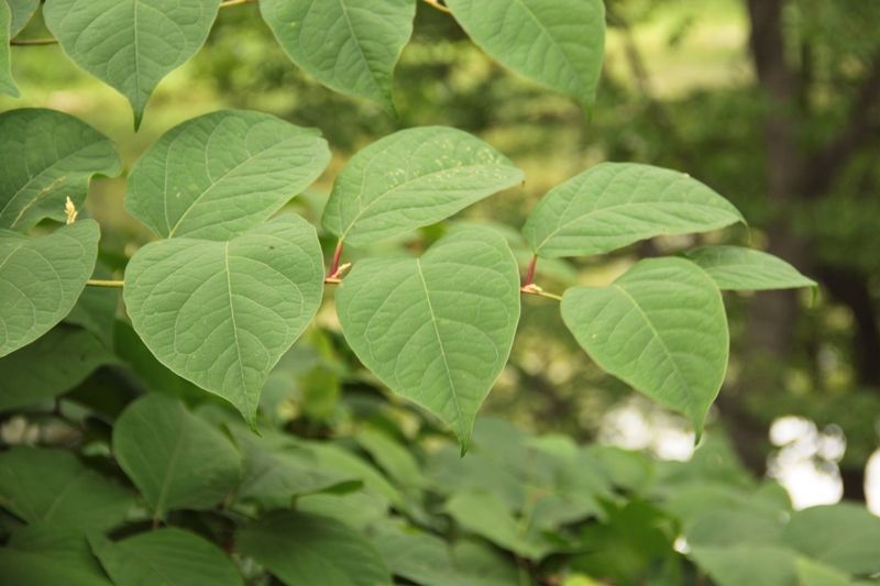 Image of Reynoutria japonica specimen.