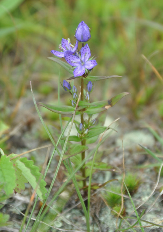 Image of Ophelia tetrapetala specimen.