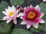 Nymphaea odorata