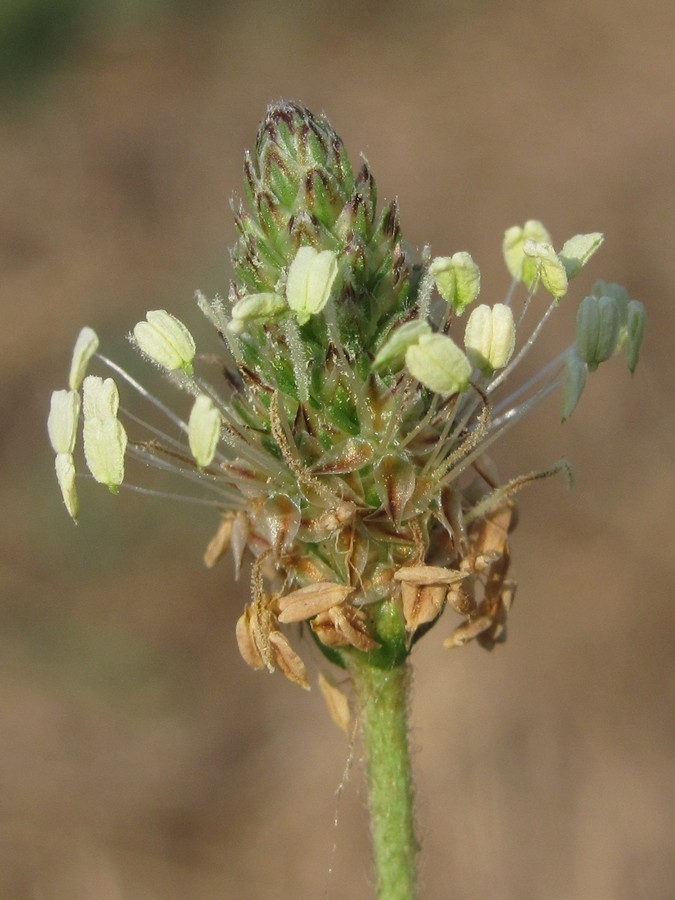 Image of Plantago lanceolata specimen.