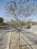 Lagerstroemia indica. Дерево с прошлогодними раскрывшимися плодами. Израиль, г. Беэр-Шева, озеленение университетского кампуса 26.01.2013.