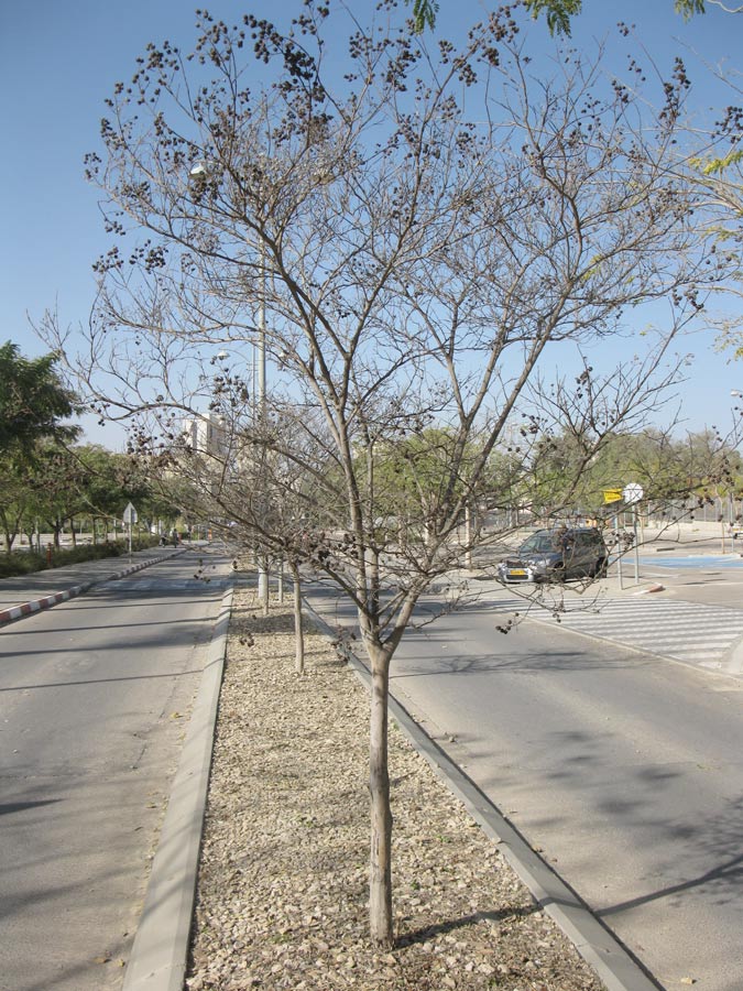 Image of Lagerstroemia indica specimen.