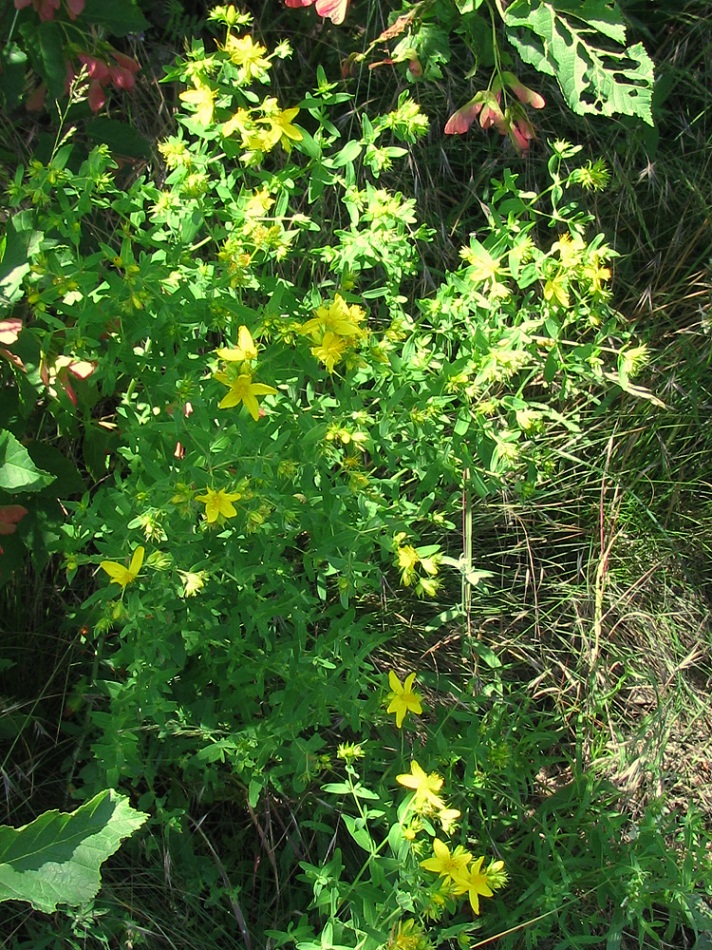 Изображение особи Hypericum perforatum.