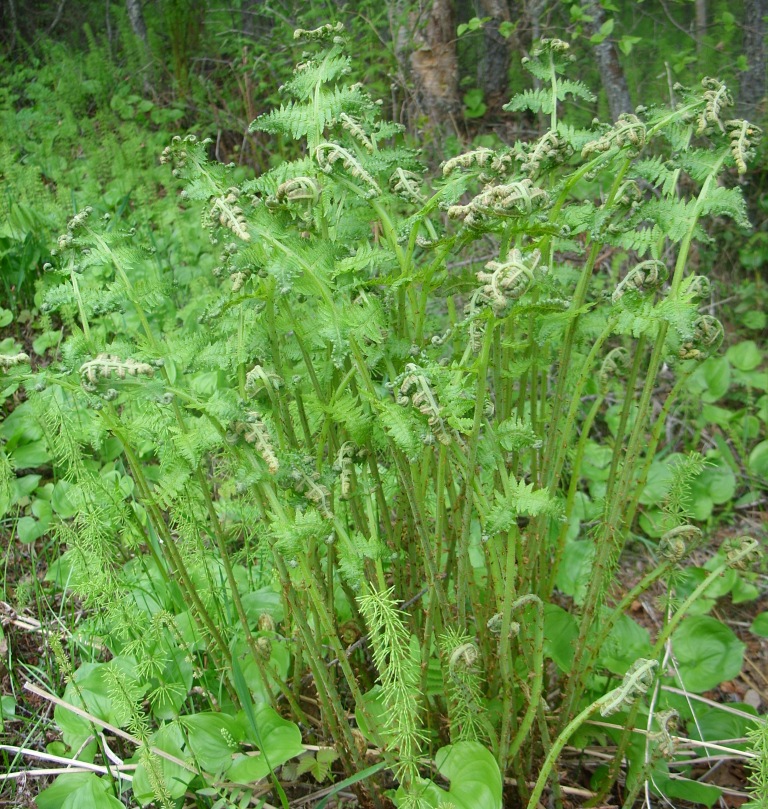 Изображение особи Athyrium monomachii.