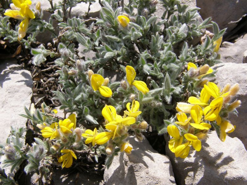 Изображение особи Genista albida.