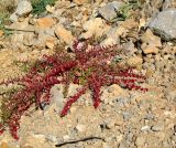 Blitum virgatum. Плодоносящее растение. Израиль, горный массив Хермон. 19.06.2008.
