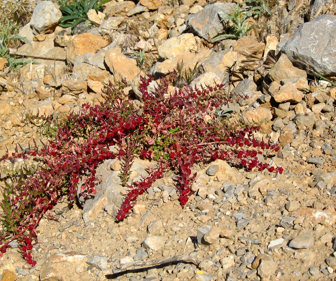 Image of Blitum virgatum specimen.