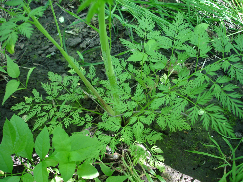 Изображение особи род Chaerophyllum.