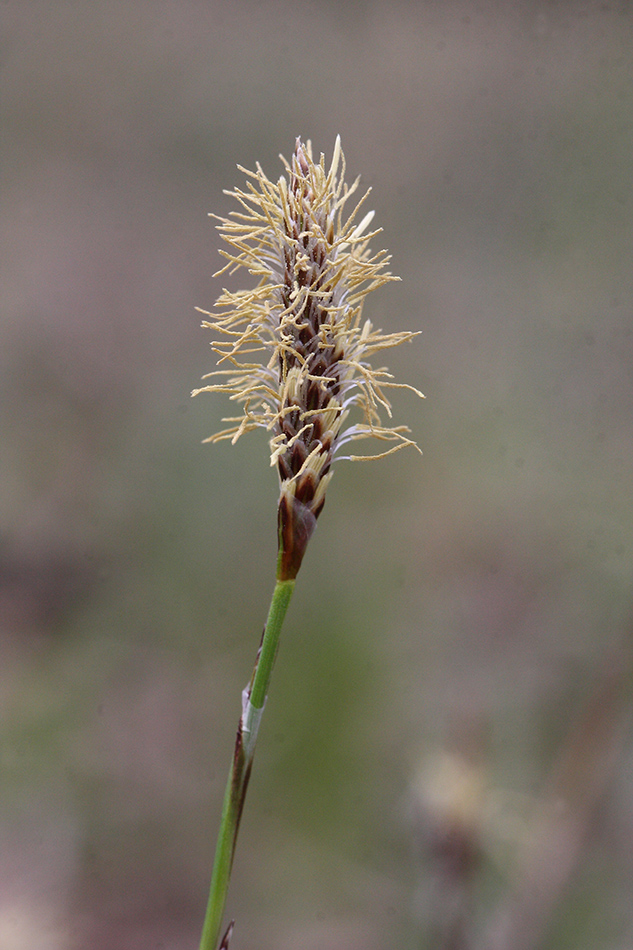 Изображение особи Carex macroura.