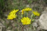 genus Pilosella