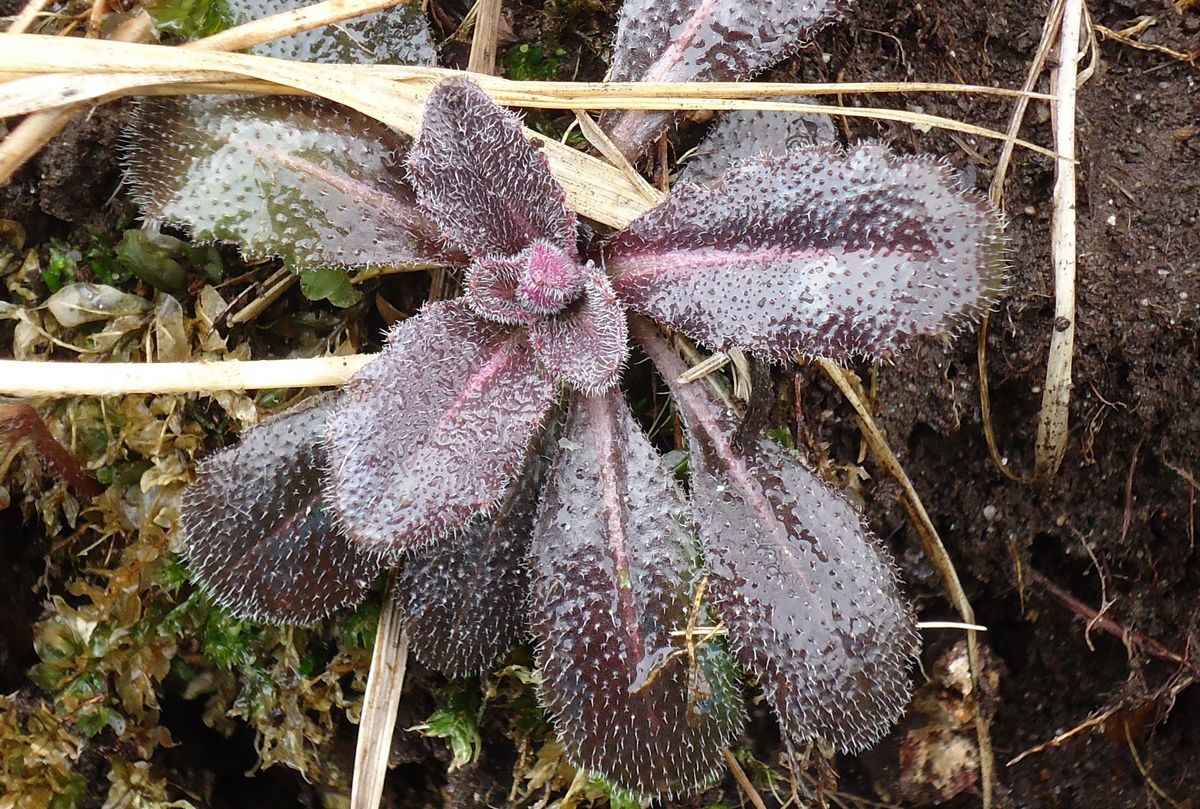 Изображение особи Arabis borealis.