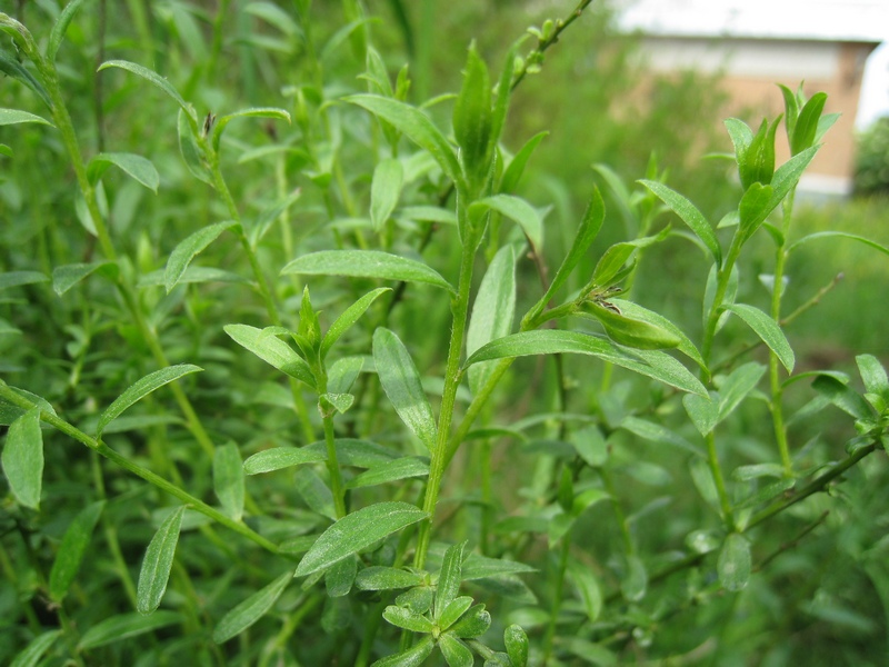 Image of Genista tinctoria specimen.