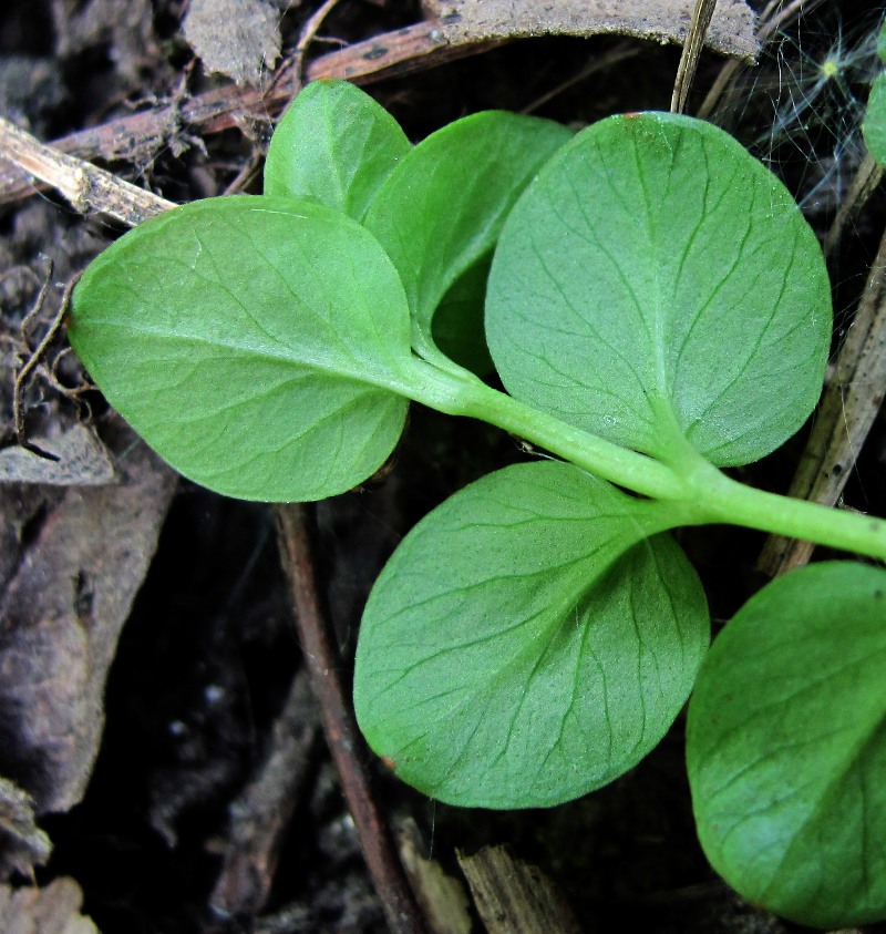 Image of Lysimachia nummularia specimen.