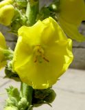 Verbascum phlomoides