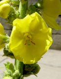 Verbascum phlomoides. Цветок. Крым, Карадагский заповедник, биостанция, у дороги. 9 июня 2013 г.
